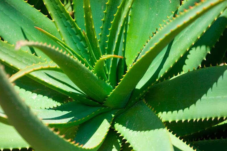 Aloe vera esmagado é aplicado em verrugas para destruir crescimentos