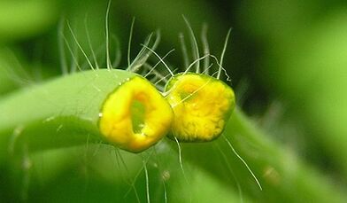 Como se livrar de Papillomas com Celandine